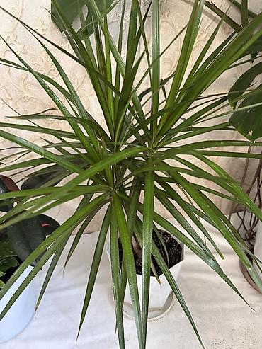 Драцены и Сансевиерии: Драцена маргината (Dracaena marginata) в горшке. - Компактное — 1