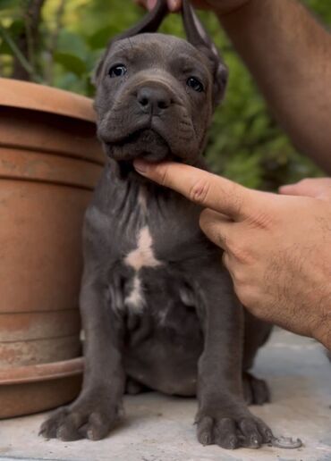 İtlər: Kane-Korso — 7