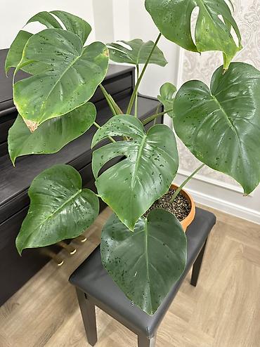 Монстеры: Монстера делициоза (Monstera deliciosa) в горшке - Эффектное — 7