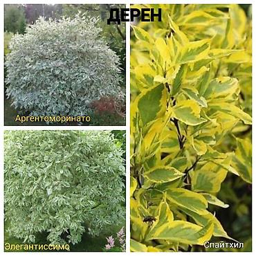 Другие садовые цветы и кустарники: Https://t.me/blooming_garden_kg Редкие и эффектные декоративные — 32