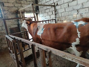 Коровы, быки: Salam aleykum heyvan diri çekisi 1 ton 70 kq dı etini 40 faizle — 10