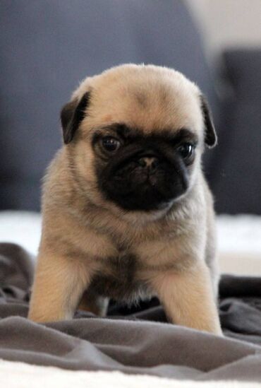 Psi: Na prodaju štenci mopsa, pažljivo vakcinisani i očišćeni od parazita — 5