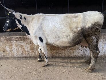 Коровы, быки: Продаю | Корова (самка) | Для разведения | Привязанные — 10