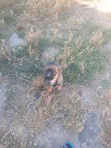 kangal satilik: Kanqal, 2 ay, Erkək, Peyvəndli, Ünvandan götürmə — 3