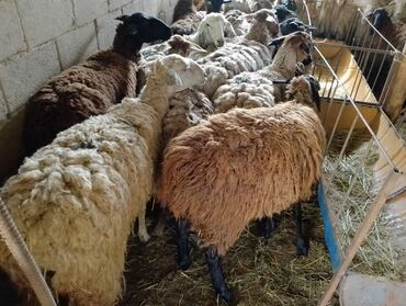 Бараны, овцы: Продаю | Овца (самка) | На забой, Для разведения, Для шерсти | Матка