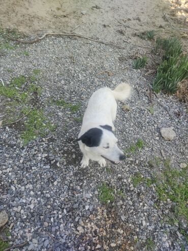 İtlər: Zvonok, 11 ay, Erkek, Peyvəndli -da lalafo.az — 7 İtlər: Zvonok, 11 ay, Erkek, Peyvəndli — 7