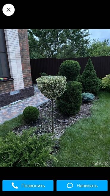 Другие услуги: Обрезка изгороди хвойных деревьев плодовых деревьев Весной Обработка — 16