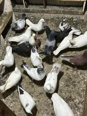 Göyərçinlər: Göyərçinlər zabratdadı hamsı uçan quşlardı isdəyən olsa gəlsin həyətdə — 1