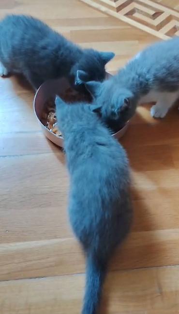 Pişiklər: Britan, Erkək, Dişi — 13