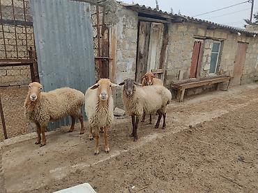 Qoyunlar, qoçlar: Dişi, il: 2 — 9