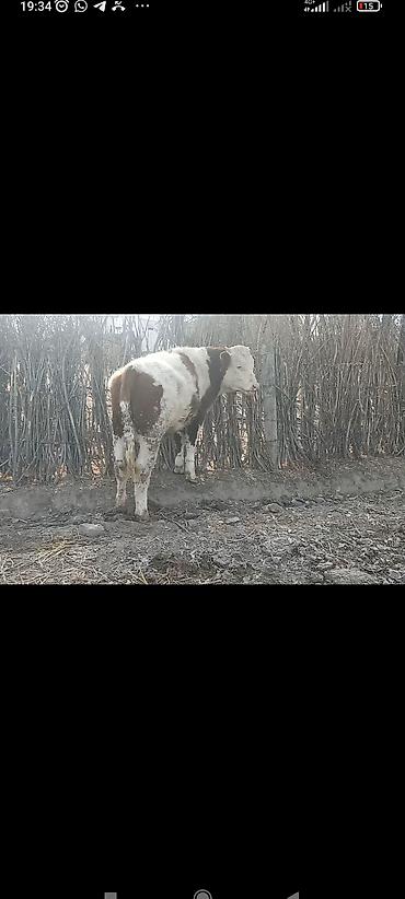 Коровы, быки: Продаю | Бык (самец) | Монбельярд | На откорм | Привязанные — 7