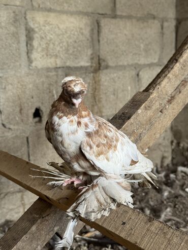 машины на продажу бишкек: Продаю | Петух