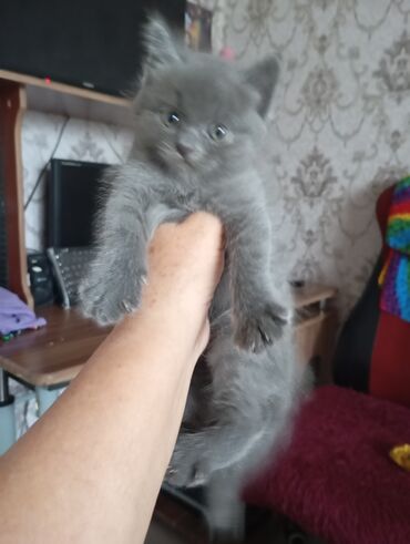шотландская вислоухая кошка: 1 айлык, Эркек