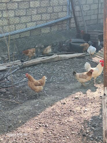 Toyuqlar: Təsərrüfat üçün müxtəlif ev quşları - Toyuqlar və xoruz: şəkillərdə — 1