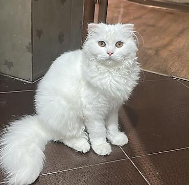 Белоснежный длинношёрстный шотландский фолд (скоттиш-фолд) с редкими
