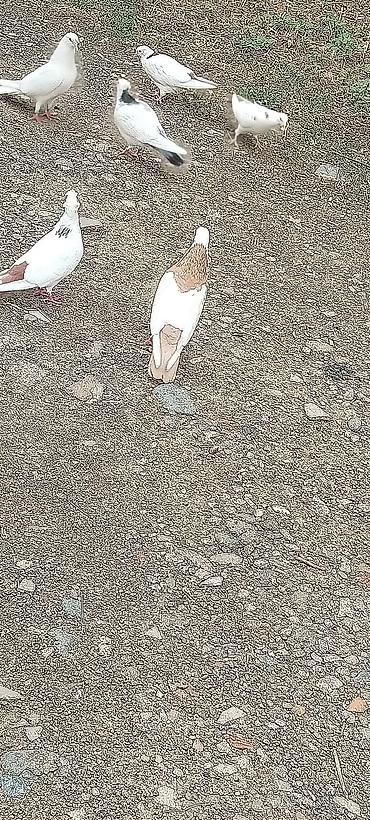 ev quslarinin satisi: Sari boyun desde quyrug burununda kekili dimdikli erkeydi tam sağlam — 1