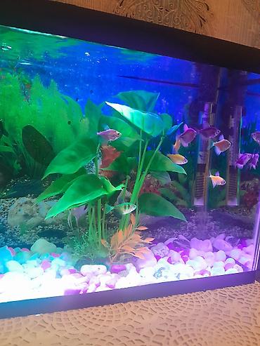 akvarium lampa: Akvarium dəsti – tam yığılmış və işlək akvasistem - Şüşə akvarium — 1