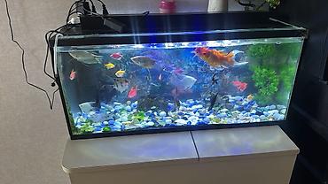 Akvariumlar: Böyük həcmli şüşə akvarium komplekti. - Ölçü: təxminən uzun 1 m — 1