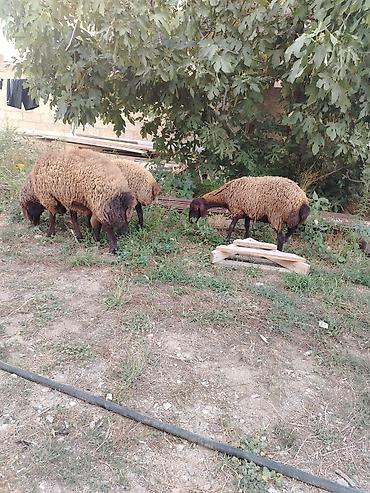 Qoyunlar, qoçlar: Qoyun sürüsü – 3baş - Növ: ehtimalən yerli ətlik/yunlu tip — 1