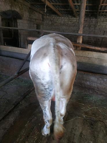 Коровы, быки: Продаю | Бык (самец) | На откорм, На забой, Для разведения — 1