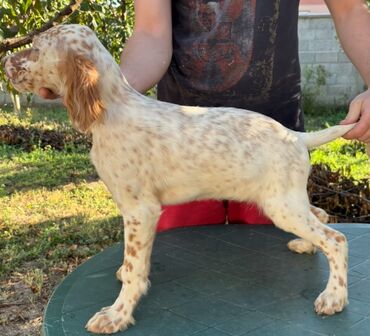 Psi: Na prodaju stenci engleskog setera. Stenci su iz vrhunskog legla na lalafo.rs — 5 Psi: Na prodaju stenci engleskog setera. Stenci su iz vrhunskog legla — 5