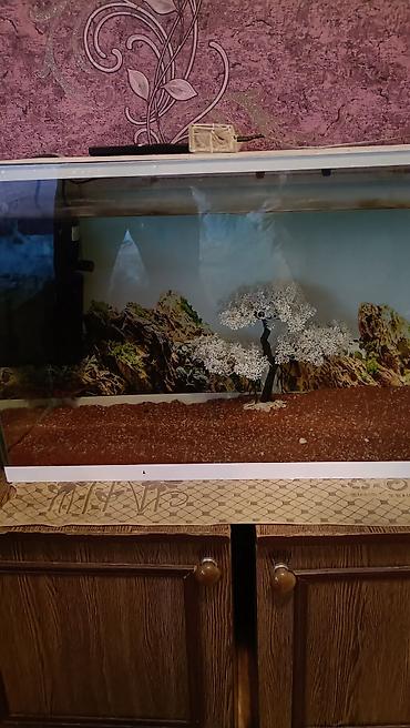 100 l akvarium: Akvaryum komplekti en 60.uzun 40. dərinlik 30 isdeyen olsa endirim — 1