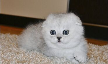 продаю котят бишкек: Шотландские вислоухие котята (Scottish Fold) - Порода: шотландская