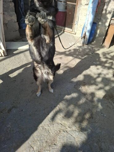 İtlər: 6 ayliqdir.korpelik weklide qoyulub.2-3 dil oyretmiwem otur uzan — 2