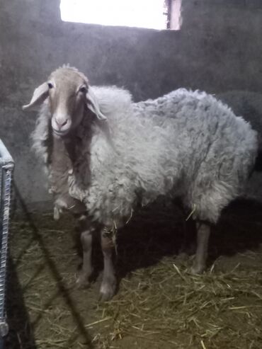 объявления о найденных животных: Продаю | Овца (самка) | Для разведения | Матка
