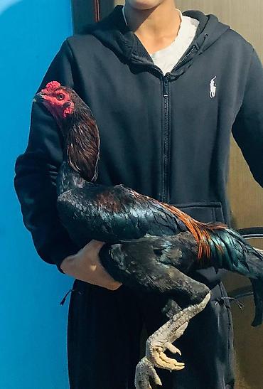 Животные: Продаю | Куры, Петух | Дакан | Для боев — 1