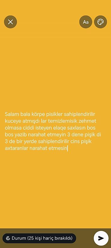 pişik baxımı: Sahipləndirmə – 3 ədəd bala pişik - Küçəyə atılmış bala pişiklərdir — 1