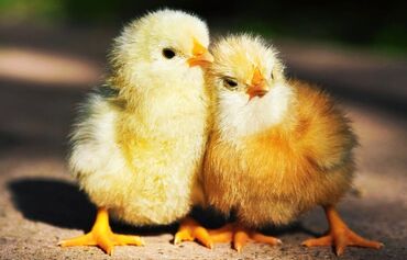 Животные: Сделаем на заказ инкубатор для вывода цыплят.есть бартер будем рады