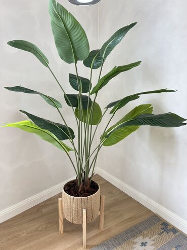 обмен на комнатные растения: Искусственное растение Высота 160см Ширина 80см Продается с горшком