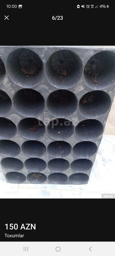 Toxumlar: Məhsul: Toxumlar – ALIZE F1 qarpız toxumu - Brend: KNOWN-YOU SEED — 2