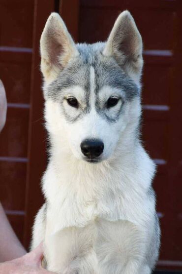 Psi: Danubewinds - odgajivačnica sibirskih haskija ima dostupne štence iz — 10