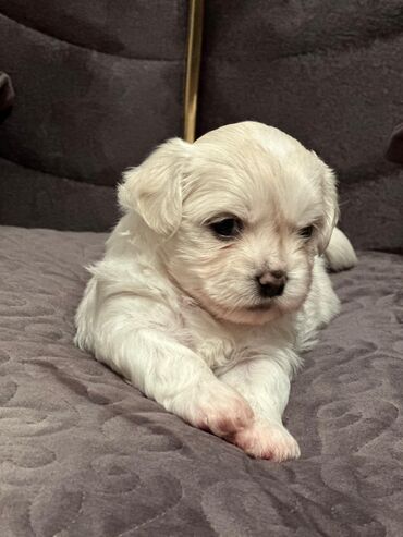 İtlər: Maltipu (Maltese x Pudel) balaları - Cins: Maltipu – hipoallergen — 7