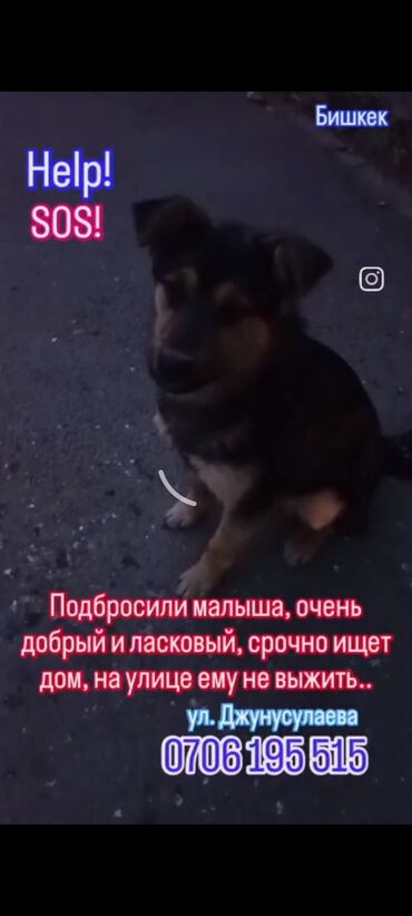 Отдам даром собаку: ‼️‼️‼️срочно нужен любящий хозяин номера телефонов указаны на фото at lalafo.kg — 5 Отдам даром собаку: ‼️‼️‼️срочно нужен любящий хозяин номера телефонов указаны на фото — 5