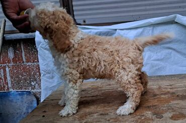 Psi: Prelepi štenci Lagoto Romanjolo dostupni za nove domove. Rođeni — 15