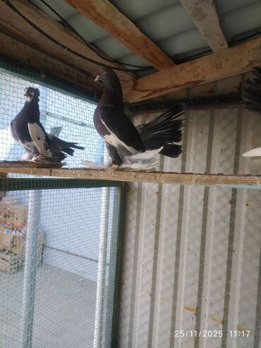 Göyərçinlər: Tam sağlam quşlardır — 11