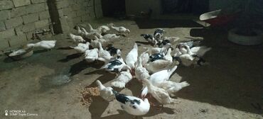 Ördəklər: Erkək, Ətlik — 2