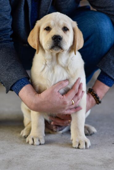 продам добермана: Доступен для продажи щенок породы лабрадор ретривер из питомника