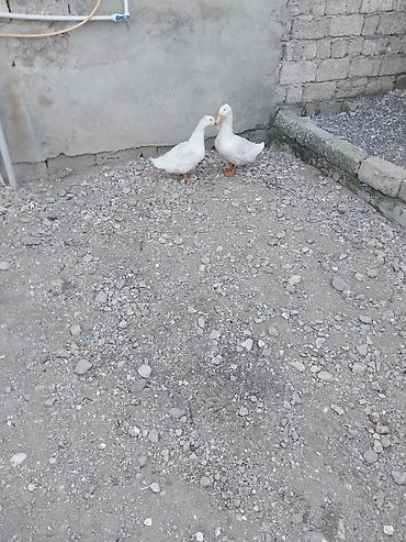 yonca satisi: Təmiz pekin ördəyi satılır — 2