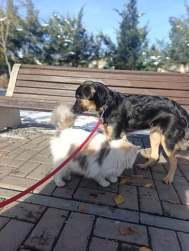 Другие услуги: 🐾 Лапки под присмотром — забота, как для своих.🐾 Я няня для ваших — 6