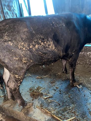 Коровы, быки: Продаю | Бык (самец) — 10