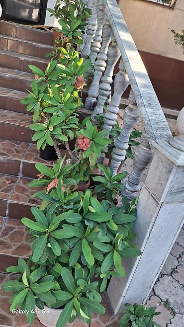 Бөлмө өсүмдүктөрү: Эуфорбия Милия (Euphorbia milii, «Корона Христа») в горшках. - — 2