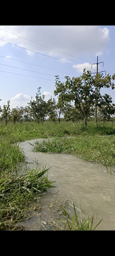 Torpaq sahələrinin satışı: 243 sot, Kənd təsərrüfatı, Mülkiyyətçi, Kupça (Çıxarış) — 6