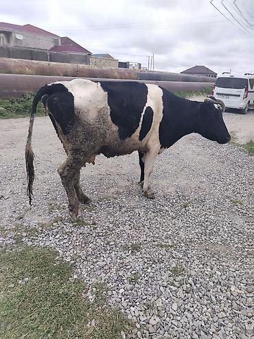 simmental inək cinsi: Salam cins inay satilir balasi diwidi hal hazirda 17 letir sagilir — 1