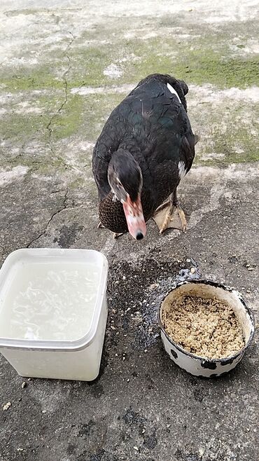 Ördəklər: Erkək, | Lal ördək, Damazlıq, Ünvandan götürmə — 13