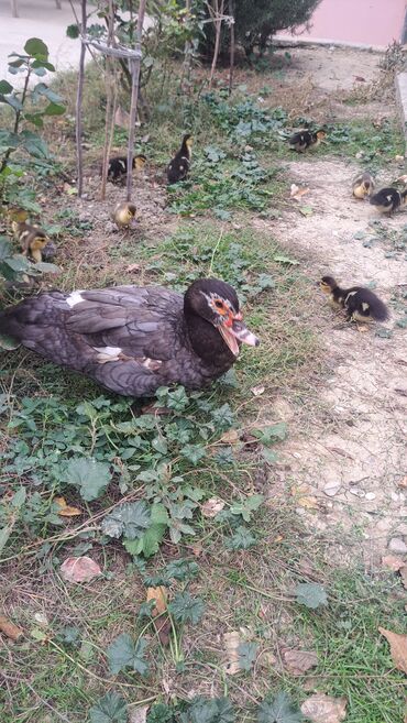 Ördəklər: Dişi, | Lal ördək, Macar, Damazlıq, Pulsuz çatdırılma — 14