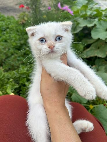 Pişiklər: Fars — 9